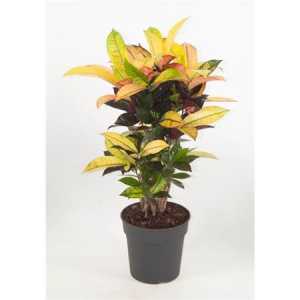 Codiaeum Mrs Iceton Vertakt P21