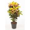 Codiaeum Mrs Iceton Vertakt P27