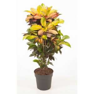 Codiaeum Mrs Iceton Vertakt P27