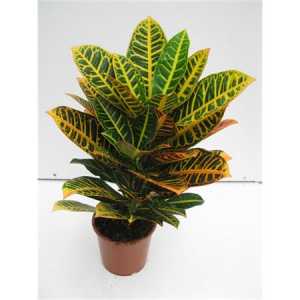 Codiaeum Petra