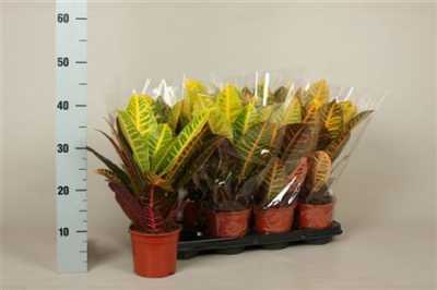 Codiaeum Petra