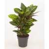 Codiaeum Petra Vertakt P19