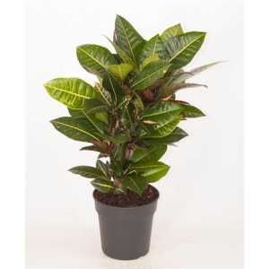 Codiaeum Petra Vertakt P19