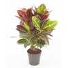Codiaeum Petra Vertakt P21