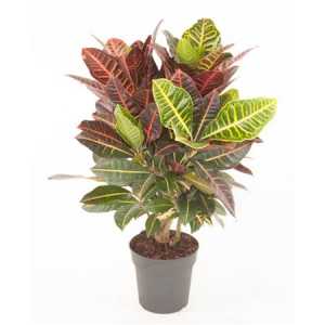 Codiaeum Petra Vertakt P21