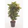 Codiaeum Petra Vertakt P27