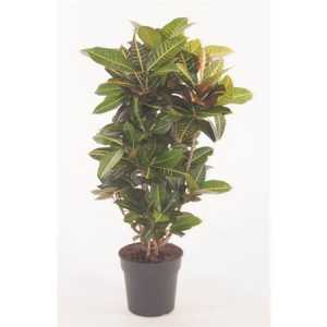 Codiaeum Petra Vertakt P27