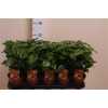 Coffea Arabica