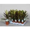 Cordyline Fr Kiwi