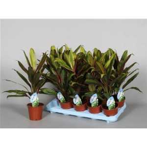 Cordyline Fr Kiwi