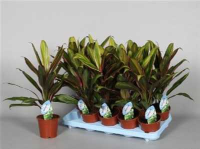 Cordyline Fr Kiwi