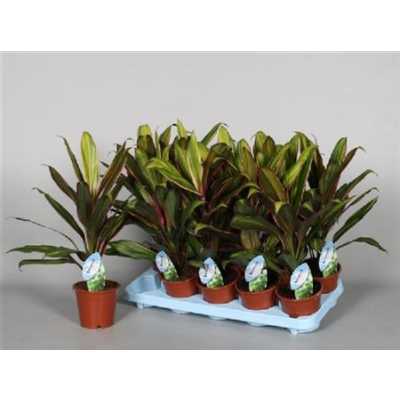 Cordyline Fr Kiwi