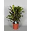Cordyline Fr Kiwi Toef