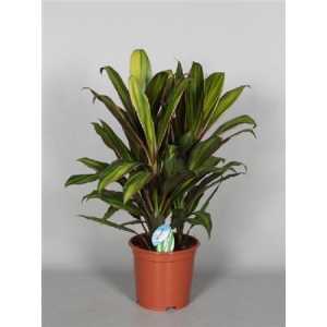 Cordyline Fr Kiwi Toef