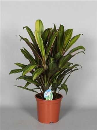 Cordyline Fr Kiwi Toef