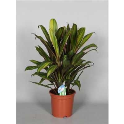 Cordyline Fr Kiwi Toef
