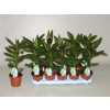 Cordyline Glauca