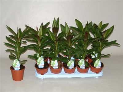 Cordyline Glauca