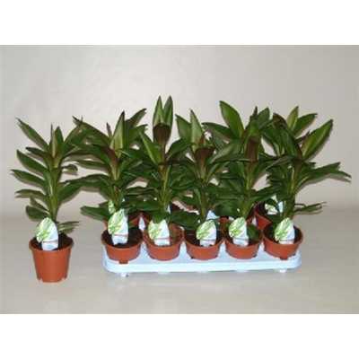 Cordyline Glauca