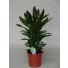 Cordyline Glauca Toef