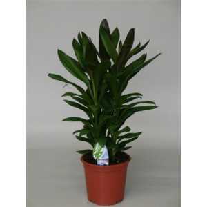 Cordyline Glauca Toef