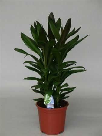 Cordyline Glauca Toef