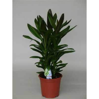 Cordyline Glauca Toef
