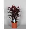Cordyline Mambo Toef