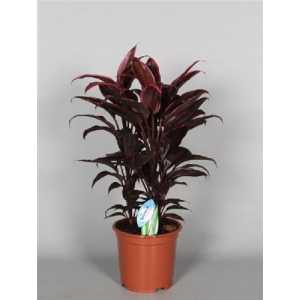 Cordyline Mambo Toef