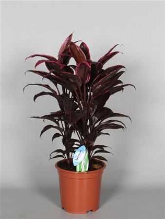 Cordyline Mambo Toef