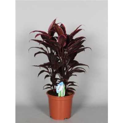 Cordyline Mambo Toef