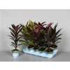 Cordyline Mix
