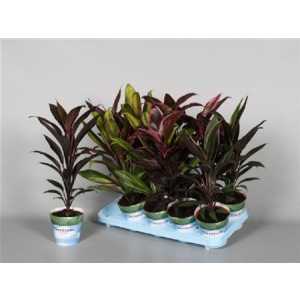 Cordyline Mix