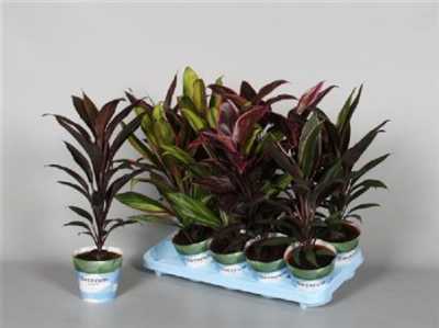 Cordyline Mix