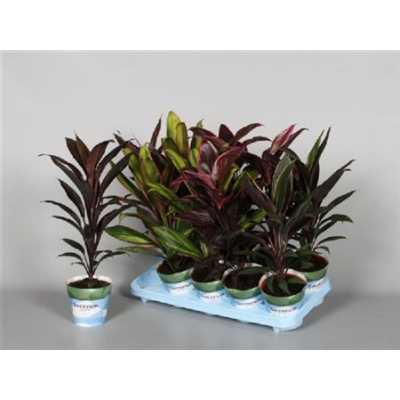Cordyline Mix