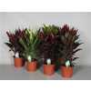 Cordyline Mix Toef