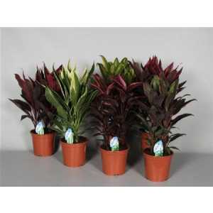 Cordyline Mix Toef