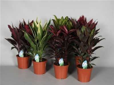 Cordyline Mix Toef