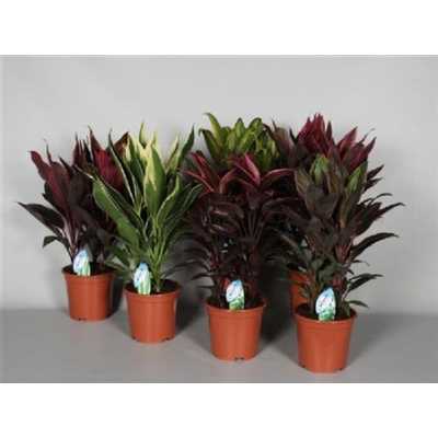 Cordyline Mix Toef