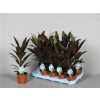 Cordyline Rumba