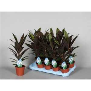 Cordyline Rumba