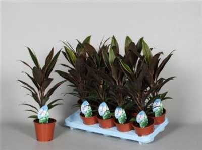Cordyline Rumba