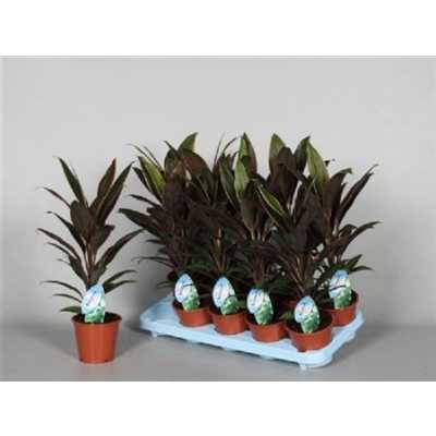 Cordyline Rumba