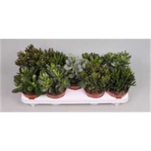 Crassula Gemengd
