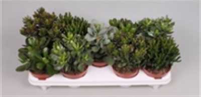 Crassula Gemengd