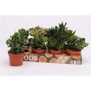 Crassula Mix