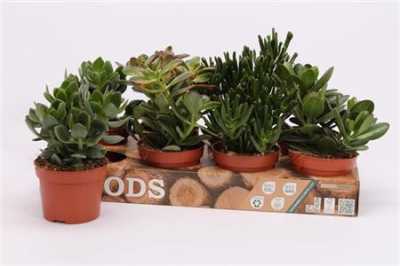 Crassula Mix