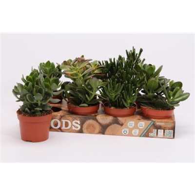 Crassula Mix
