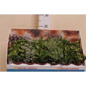 Crassula Mix Showdoos