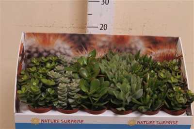 Crassula Mix Showdoos